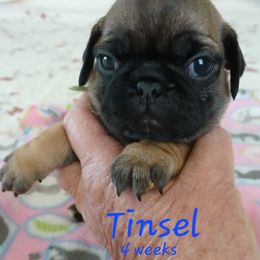 Tinsel - Fawn male Pug puppy in Concho Valley, Arizona from Agape Pugs