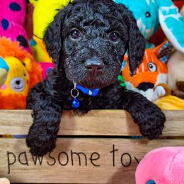 Goldendoodle Puppies from Lucky's Doodlez