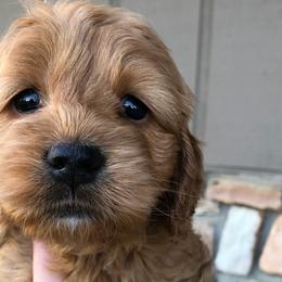 Annie - Golden Cockapoo puppy in Mena, Arkansas from Ouachita River Cockapoos