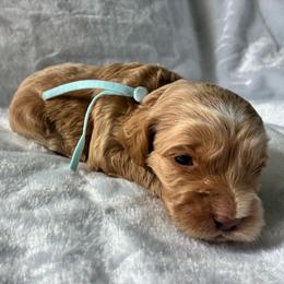 Zen - Golden male Cockapoo puppy in Adrian, Oregon from ApplebyFarm