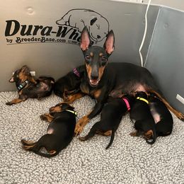 Manchester Terrier Puppies from Maximal Manchester Terriers