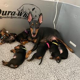 Manchester Terrier Puppies from Maximal Manchester Terriers
