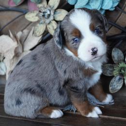 Blue Merle 2 - Blue merle male Miniature Australian Shepherd puppy in Lawton, Oklahoma from Lindsey’s Aussies
