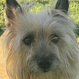 Zuni - Cairn Terrier