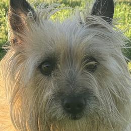 Zuni - Cairn Terrier