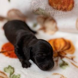 Sabrina - Brindle female Dachshund puppy in Winder, Georgia from Southern Drawl Dachshunds