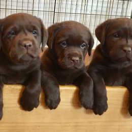 Labrador Retrievers from Holy Oak Labradors