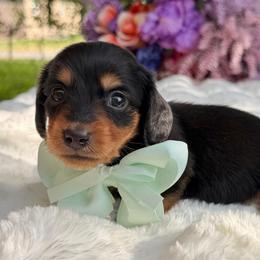 Tex- long hair - Black and tan male Dachshund puppy in Lakeland, Florida from Elite Doxies Florida