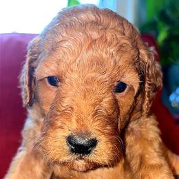 Boy 2 - Red  male Goldendoodle puppy in Holly, Colorado from Vida’s Loving Doodles