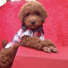Cavapoos, Maltipoos, and Poodles from My Sweet Poodles and Doodles