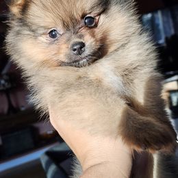 Pomeranian Puppies from ADKPOM Adirondack Pomeranians
