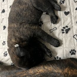 Dutch Shepherd Puppies from Stone Age K9