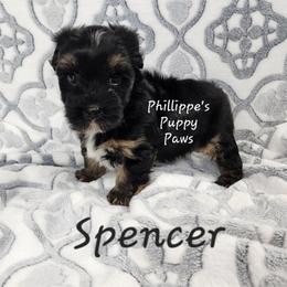 Spencer - Black and tan male Yorkshire Terrier puppy in Adair, Oklahoma from Phillippe's Puppy Paws