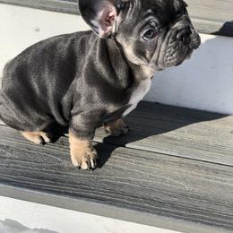 French Bulldog Puppies from MadCity Frenchies