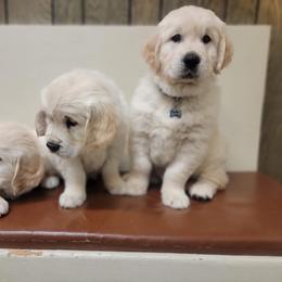 Golden Retriever Puppies from Evergreen Goldens