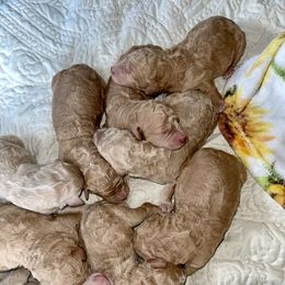 Goldendoodle and Labradoodle Puppies from Jessica Henry
