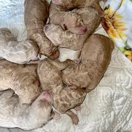 Goldendoodle and Labradoodle Puppies from Jessica Henry