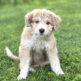 Aussiedoodle Puppies from A Dose Of Doodle