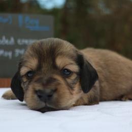 Benji (Green collar) - Cream male Dachshund puppy in Prospect, Oregon from Spunky Sausage Pups