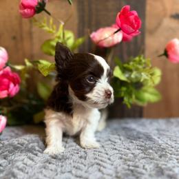 Versace - Chocolate, tan and white male Yorkshire Terrier puppy in Howe, Oklahoma from Ray Holder