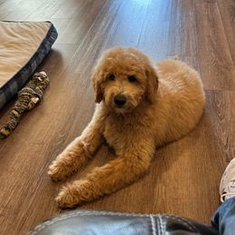 Hulk - Apricot male Goldendoodle puppy in Lufkin, Texas from Maggnificent Doodles