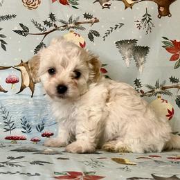 Coton de Tulear Puppies from Cooks’ Cotonpoos
