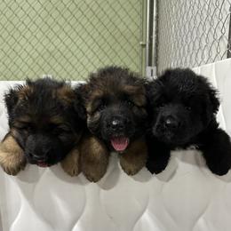 German Shepherd Puppies from Misty Hills German Shepherds