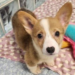 Tan Girl 2 - Fawn female Pembroke Welsh Corgi puppy in Bay Area, California from MJ's Corgis