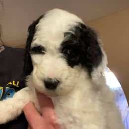 Aussiedoodles, Australian Shepherds, Bernedoodles, Cockapoos, Double Doodles, and Poodles from Sis' Doodles & Poodles