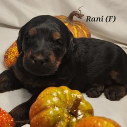 Double Doodle, Goldendoodle, and Labradoodle Puppies from Godley Doodles Of Texas