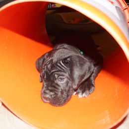 Cane Corso Puppies from Knights Watch Cane Corso