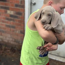 Silver male - Silver gray male Weimaraner puppy in Lancaster, Kentucky from Heavy Hollow Farm