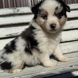 Boy 5 - Blue merle male Miniature Australian Shepherd puppy in Licking, Missouri from Burnett Aussies