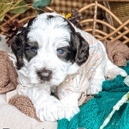 Brother - Chocolate male Australian Labradoodle puppy in Decatur, Alabama from Southern Meadows Doodles