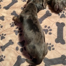 Dapple girl - Dapple Dachshund puppy in Mc Donough, Georgia from Doxie Gang