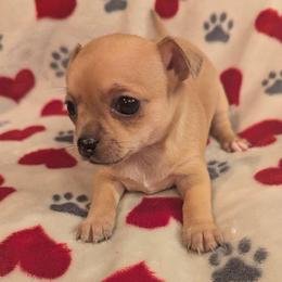 Cecelia - Fawn female Chihuahua puppy in Topeka, Kansas from Barbie's Baby Chihuahuas