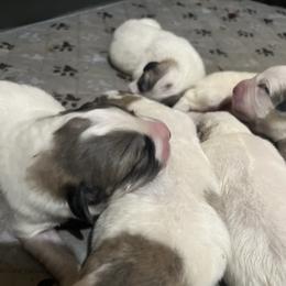 Boy 4 - White and badger male Great Pyrenees puppy in Gibsonia, Pennsylvania from Little Deer Creek Farm AKC Great Pyrenees