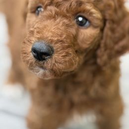 Benji - Red  male Poodle puppy in Bettendorf, Iowa from Red Door Poodles