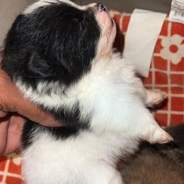Betty Boo - Black parti female Pomeranian puppy in Miami, Florida from Couture Pomeranians