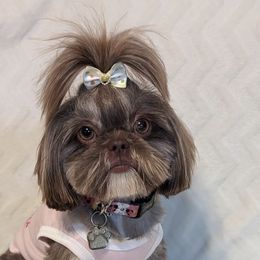Coco - Shih Tzu
