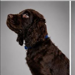 Marco - Liver male Boykin Spaniel puppy in Midland, Michigan from Ives Heritage Homestead