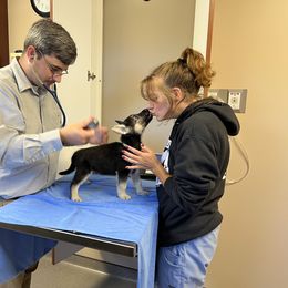 German Shepherd Puppies from Pocono GSD