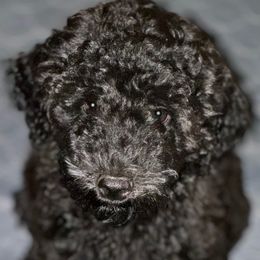 Miss Purple - Black female Goldendoodle puppy in San Diego, California from Sensational Doodles