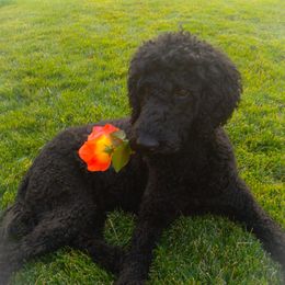 Lila - Poodle