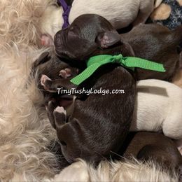 AKC green ribbon - Liver male Miniature Schnauzer puppy in Greencastle, Indiana from Tiny Tushy Lodge
