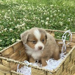 Miniature Australian Shepherd Puppies from Frazier Fluff & CO.