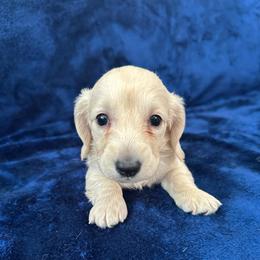 Marshmallow - Cream male Dachshund puppy in Memphis, Tennessee from River City Doxies