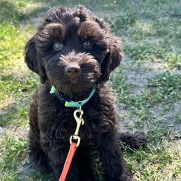 Australian Labradoodle Puppies from Sun Canyon Australian Labradoodles