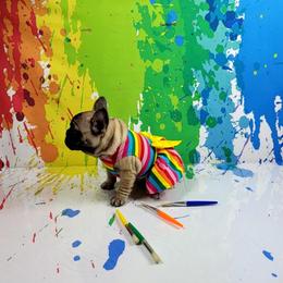 Bulldog and French Bulldog Puppies from AdoraBull Bulldogs