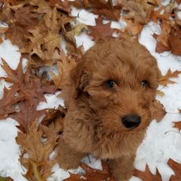 Goldendoodle Puppies from Wisconsin Doodle Dog (of La Crosse)